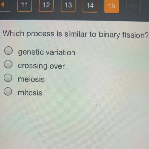 Which process is similar to binary fission?￼