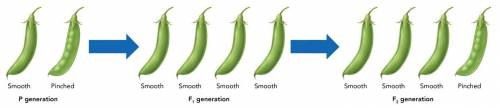 Which pod shape in the P generation has the dominant trait?