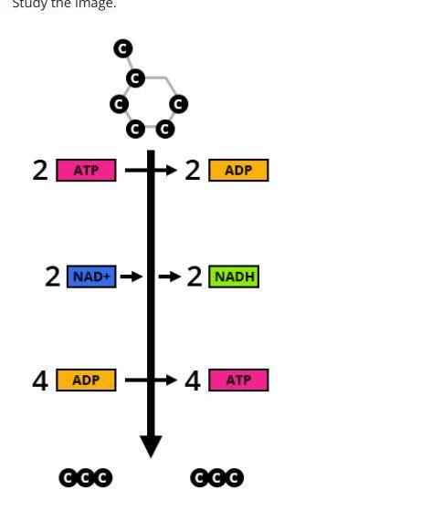 What process does the image represent?

citric acid cycle
glycolysis
electron transport chain
aer