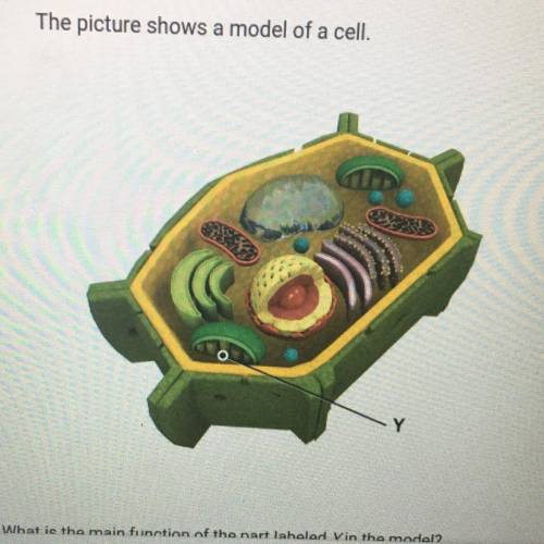 What is the main function of the part labeled Y in the model?

A To hold and protect the cell's DN