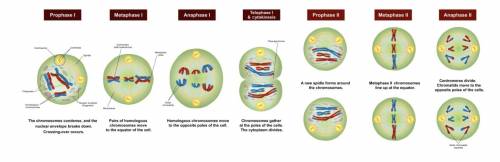 Look at the diagram below to help you answer the question: Why does meiosis have two stages of cyto