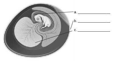 This diagram is of an amniote egg.

What is the correct label for C in this diagram?
umbilical cor