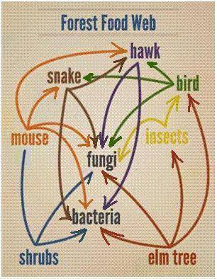 Which of the following correctly identifies the producers in the forest food web shown below?
