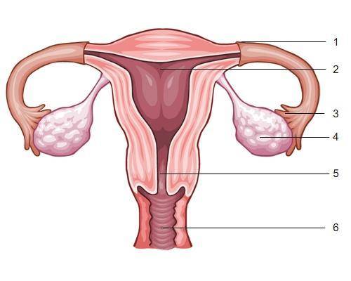 Identify and label the numbered parts of the female reproductive system in the diagram. Answer is