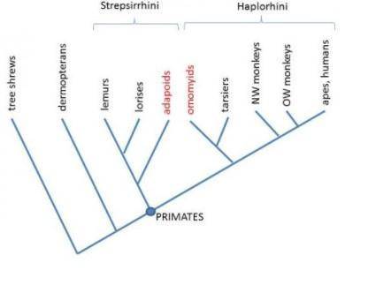 Diagram the evolutionary relationships of primates