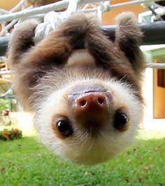 This baby sloth believes in you! How are you today? :)
