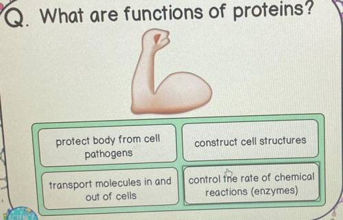 What are the functions of proteins?