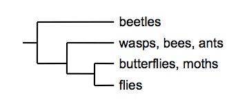 Using the family tree of insects below, identify which groups would be the most related in terms