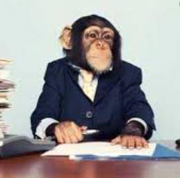 Thoughts on business monke? 
(be professional)
