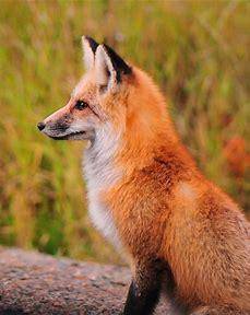 Is Mr. Fox Gud Fox??? :(
#SaveAFox2020