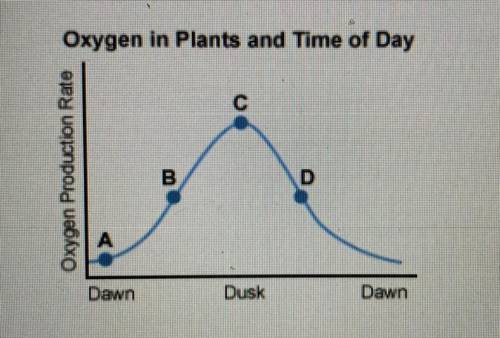 According to the graph below, at which point is the plant preforming the most photosynthesis?

A.