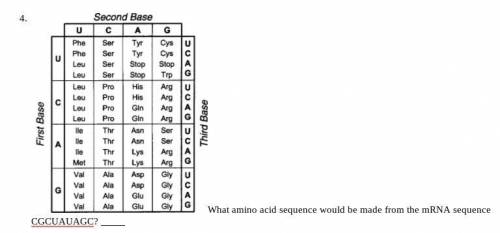 What amino acid sequence would be made from the mRNA sequence CGCUAUAGC?