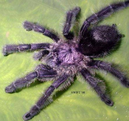 What is yalls favorite tarantula only answer if u know