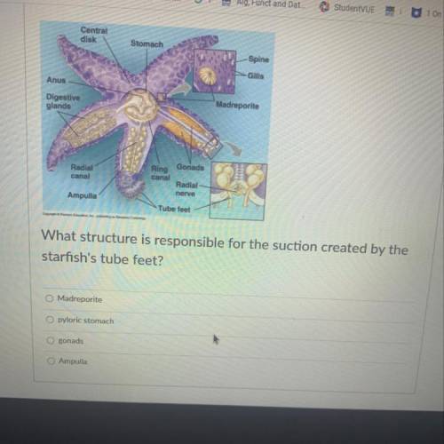 What structure is responsible for the suction created by the
starfish's tube feet?