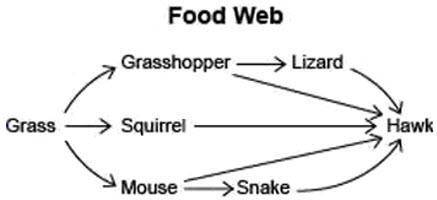 The diagram shows a food web in a grassland.

What best describes the role of the grasshopper in t