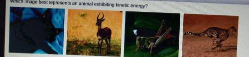 Which image best represents an animal exhibiting kinetic energy?