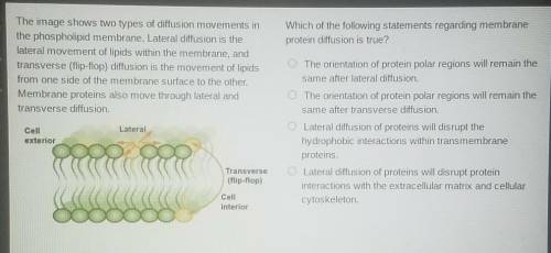 The image shows two types of diffusion movements in

the phospholipid membrane. Lateral diffusion