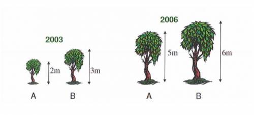 Trees on a tree farm are only measured every three years. You cannot assume the measurements for ea