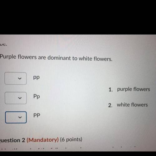 For each of the genotypes below (AA, Aa, aa) determine what the phenotype would

be.
Purple flower