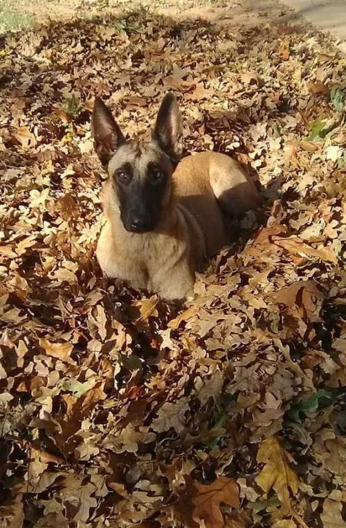 okay a lot of people think my dog is scary because he's a full blood Belgium malinois but he actual