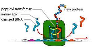 Peptidyl transferase is an enzyme that functions to enable the creation of a polypeptide chain duri