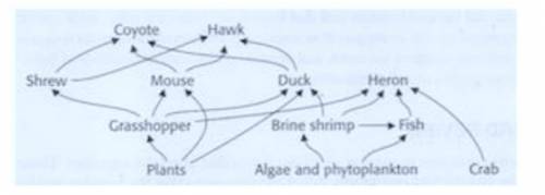 The diagram below shows a food web for a certain ecosystem. Which of the following best describes w