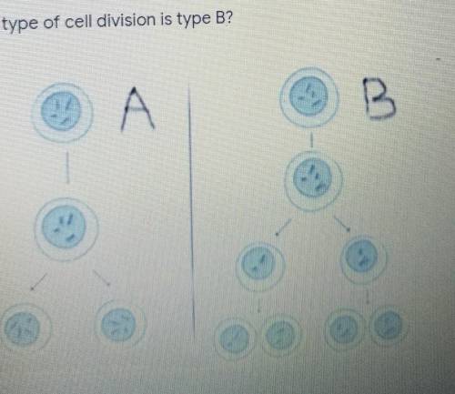 What type of cell division is b