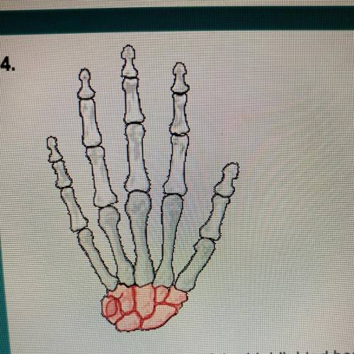What is the name of the highlighted bone?

Carpal
Tarsal
Phalanges
Meta-Carpal
someone help!