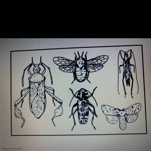 Is it possible that the leftmost bug is the smallest in real life? Explain your reasoning

PLEASE