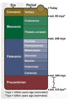 DESPERATE WILL GIVE BRAINLIST

Consider the geologic time scale shown below. A scientist discovere