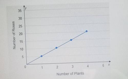 Select the correct answer.

According to the graph, the relationship between the number of Rose pl
