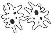 The amoeba is a unicellular protozoan with no fixed shape. It moves by constantly changing the shap