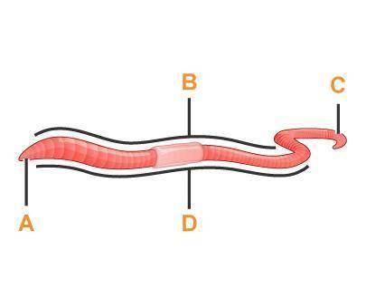 Use the diagram to identify the four regions of the earthworm.

Dorsal side:_________Ventral side: