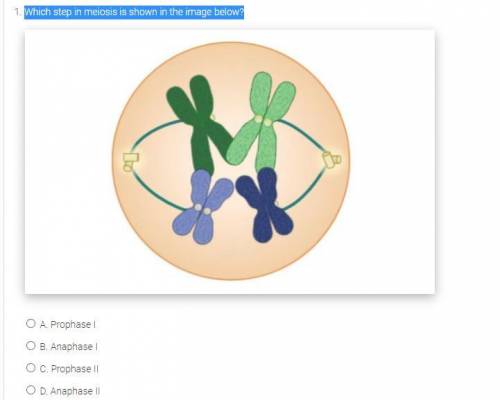 Which step in meiosis is shown in the image below?