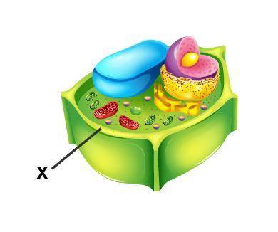 Examine the diagram of a cell.

Which organelle is marked with an X?
a. cytoplasm
b. mitochondrion