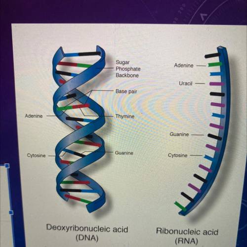 What is the function of Nucleic Acids?