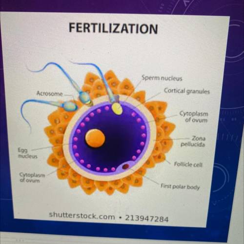 What is a gamete? Fertilization