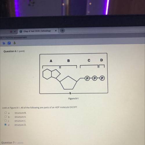 Look at figure 8-1. All of the following are parts of an ADP molecule EXCEPT