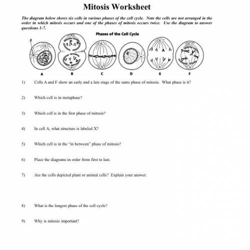 Mitosis worksheet need help ASAP