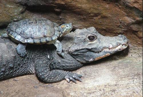 Here is proof that crocodiles are adorable animals