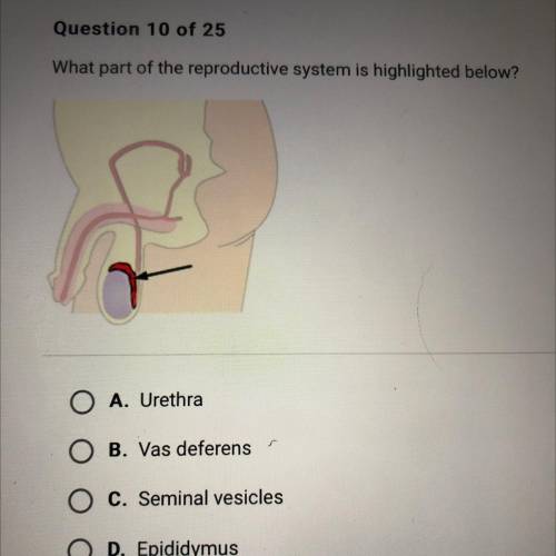 What part of the reproductive system is highlighted below?

A. Urethra
B. Vas deferens
C. Seminal