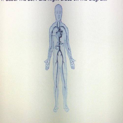 Draw arrows on the diagram indicating the flow of blood through arteries and veins. Indicate any im