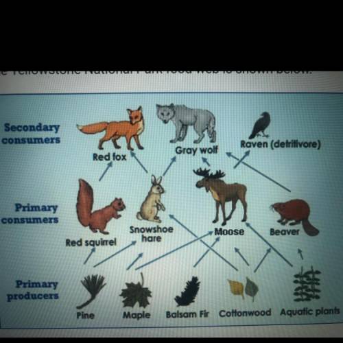 The Yellowstone National Park food web shown below

What would be the most likely effect of adding