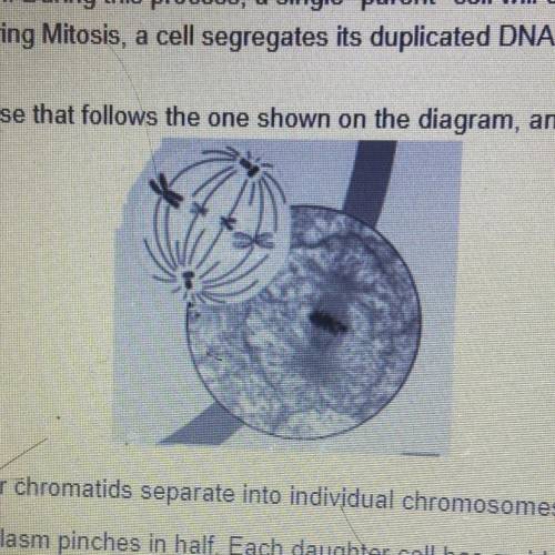 The cell in the diagram is dividing. What is the mitotic phase that follows the one shown on the di