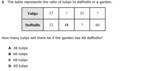 How many tulips will there be if the garden has 48 daffodils?