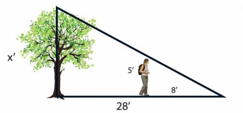 A tree casts a shadow that is 28 feet long. A person who is 5 feet tall casts a shadow that is 8 fe