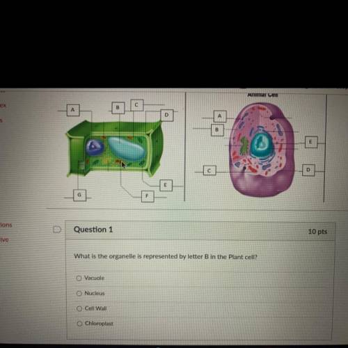 I need help on this the first one is plant cell