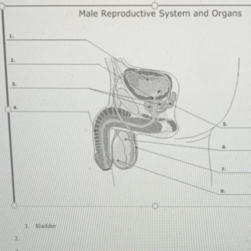 Male Reproductive System and Organs diagram