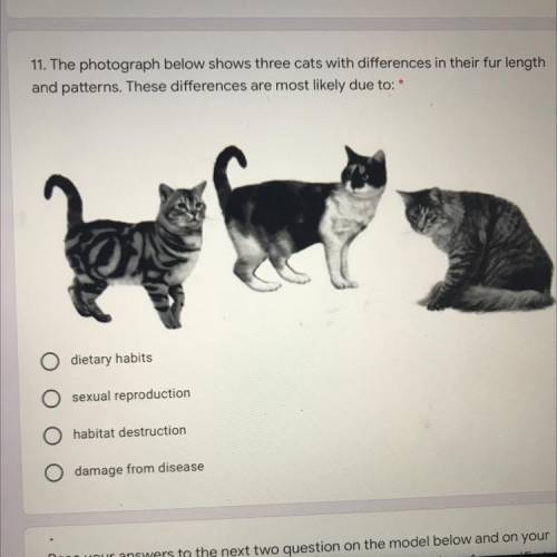11. The photograph below shows three cats with differences in their fur length

and patterns. Thes
