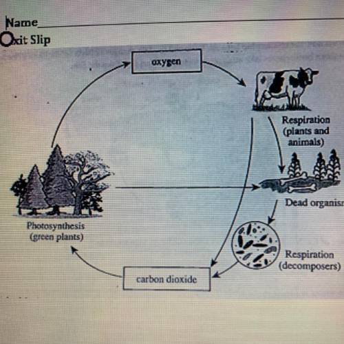 A diagram of the carbon cycle is shown to the left.

Which of the following best explains the role